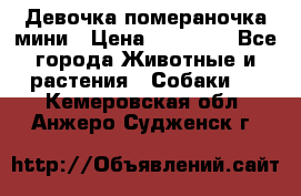 Девочка помераночка мини › Цена ­ 50 000 - Все города Животные и растения » Собаки   . Кемеровская обл.,Анжеро-Судженск г.